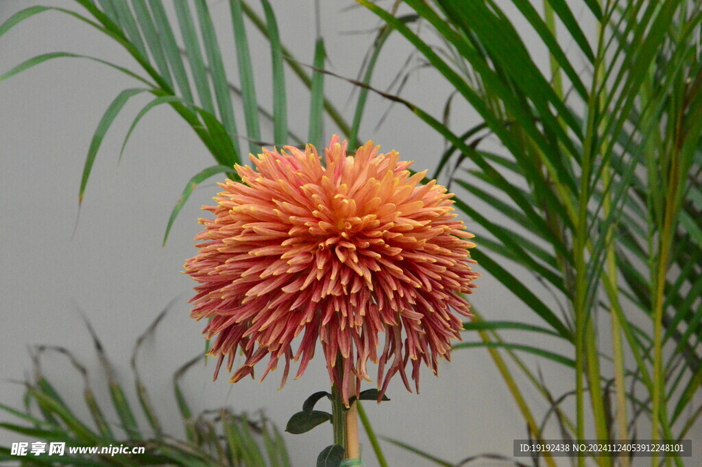 菊花  
