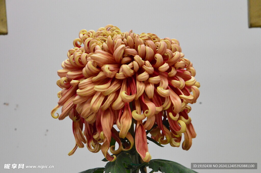 菊花  