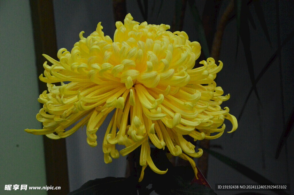 菊花 