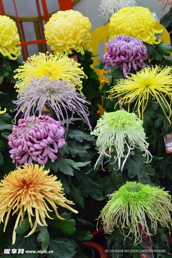 菊花  