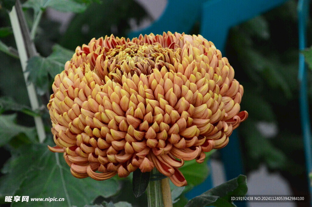 菊花 
