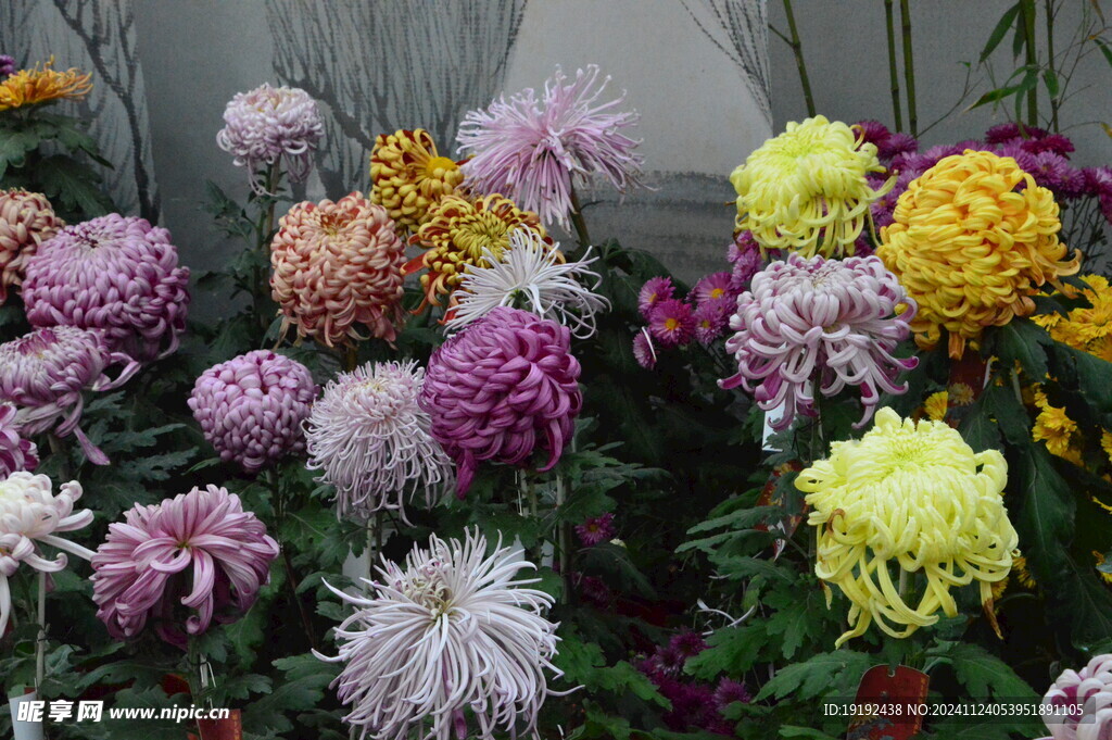 菊花 