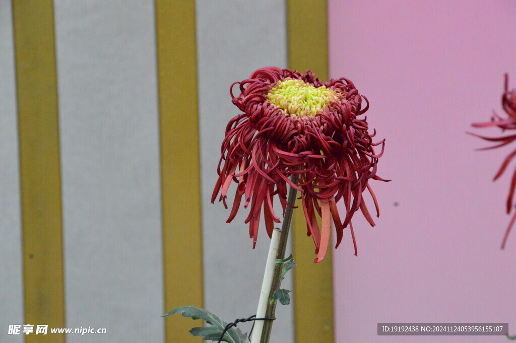 菊花  