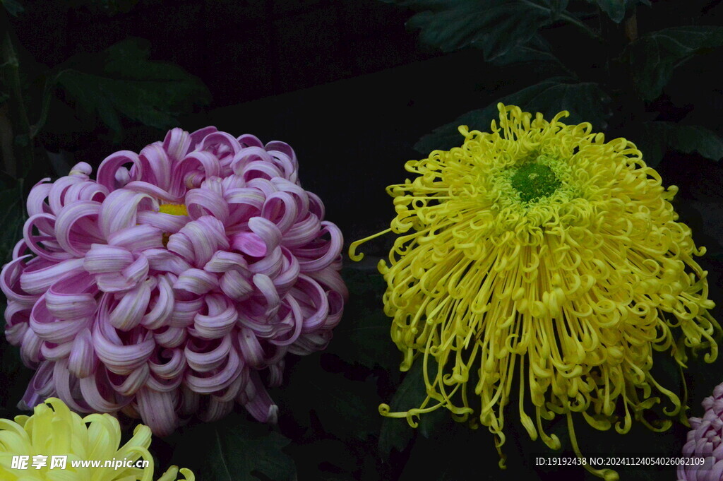菊花  