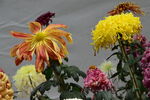 菊花  