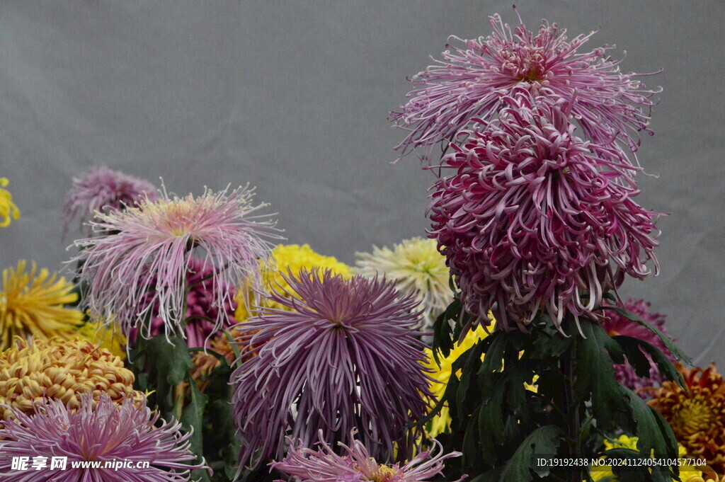 菊花  
