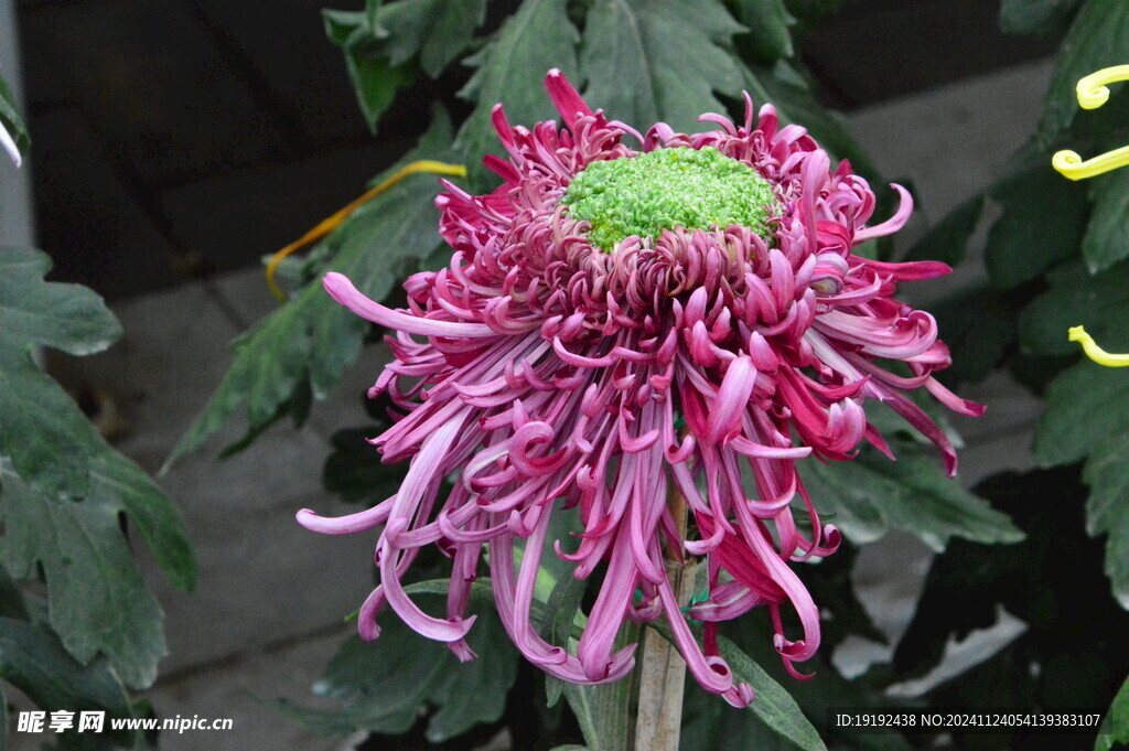 菊花 