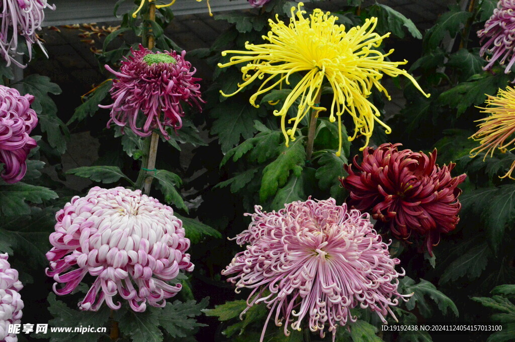菊花  