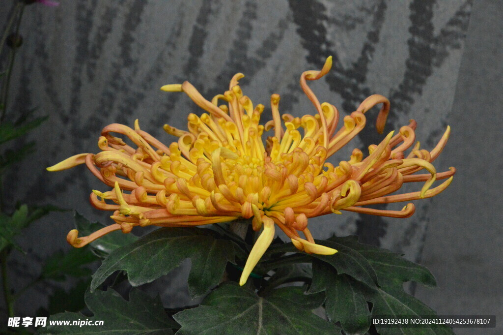 菊花  