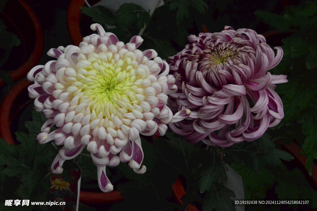 菊花  