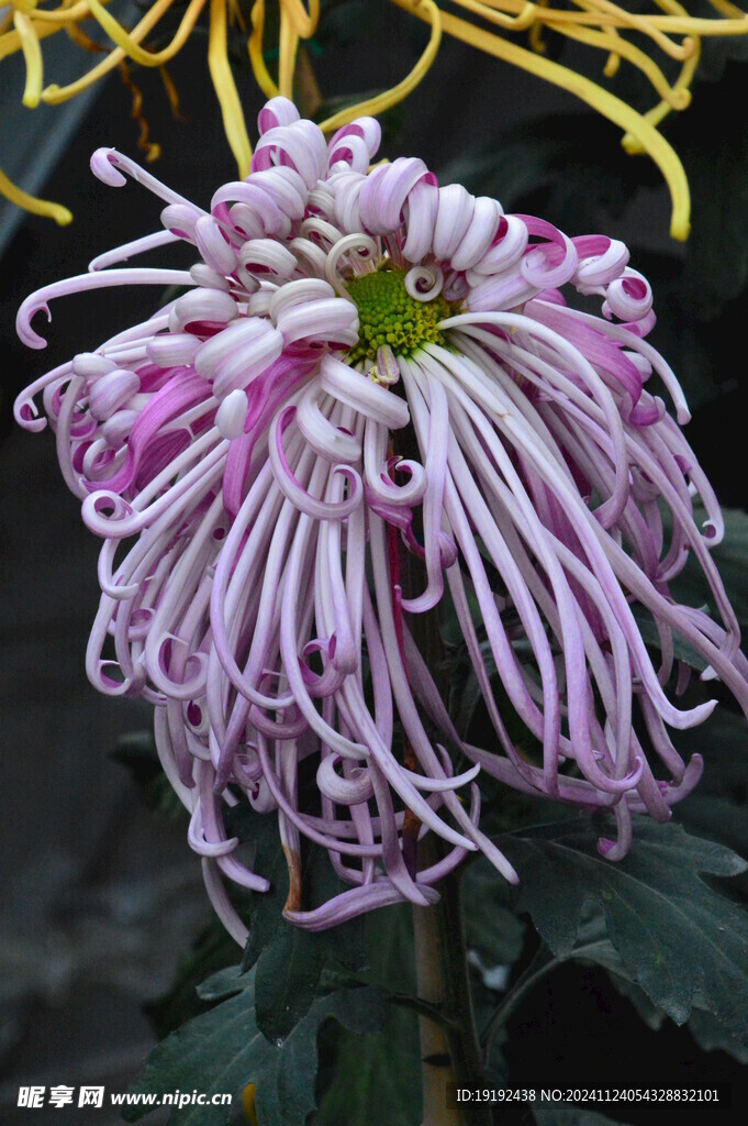 菊花  