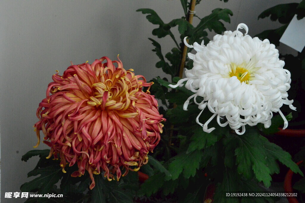 菊花 