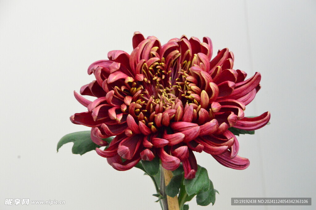 菊花  