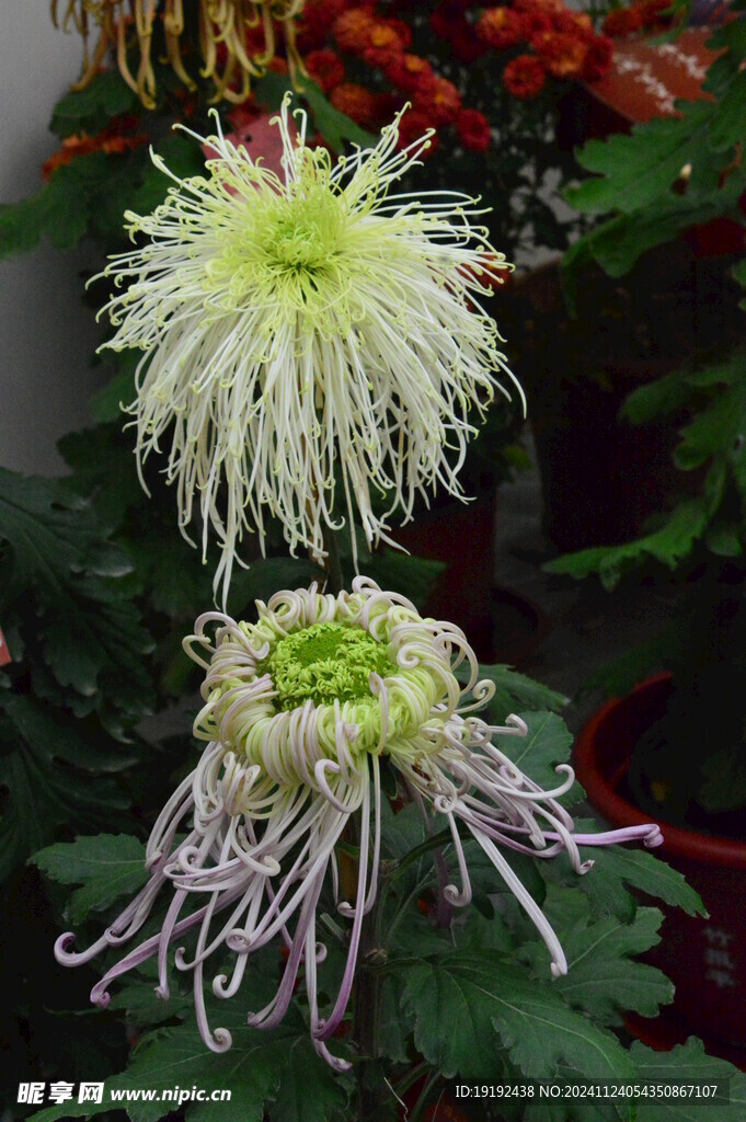 菊花  