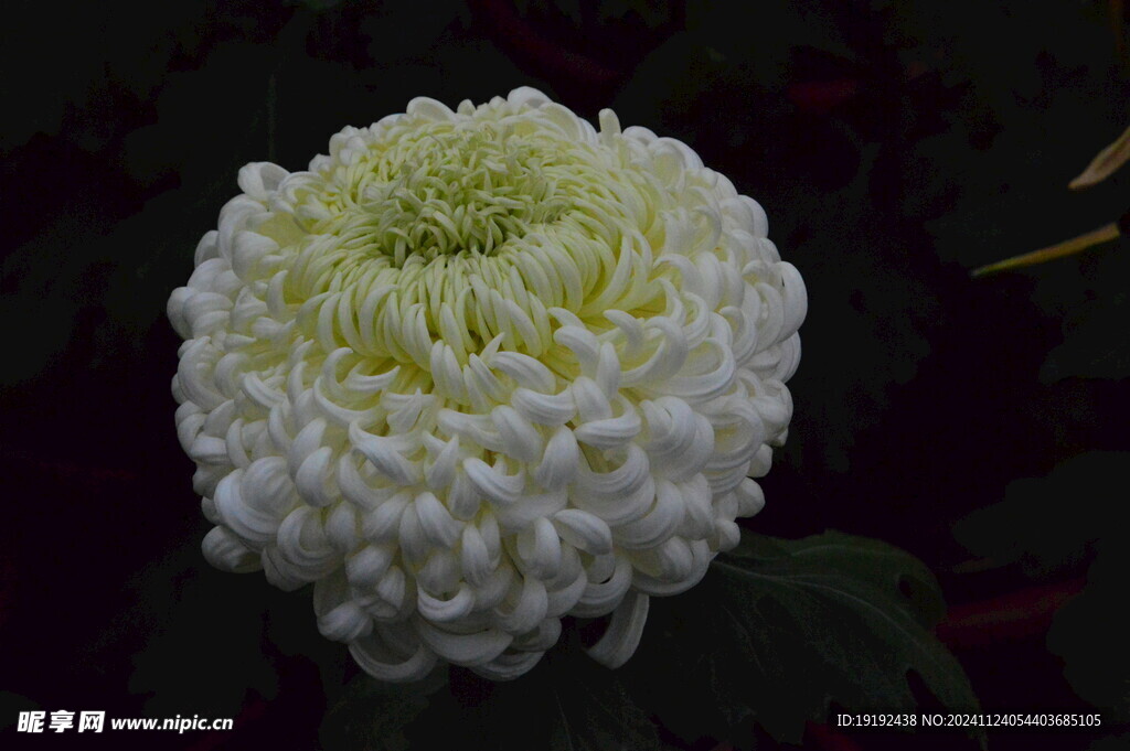菊花 