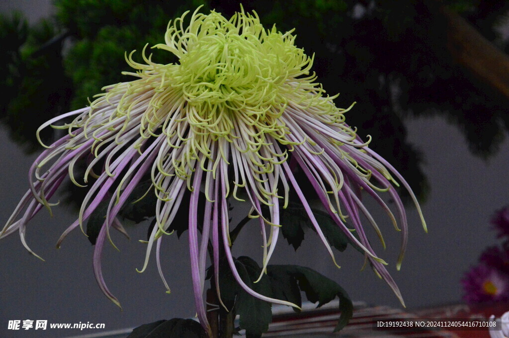 菊花 