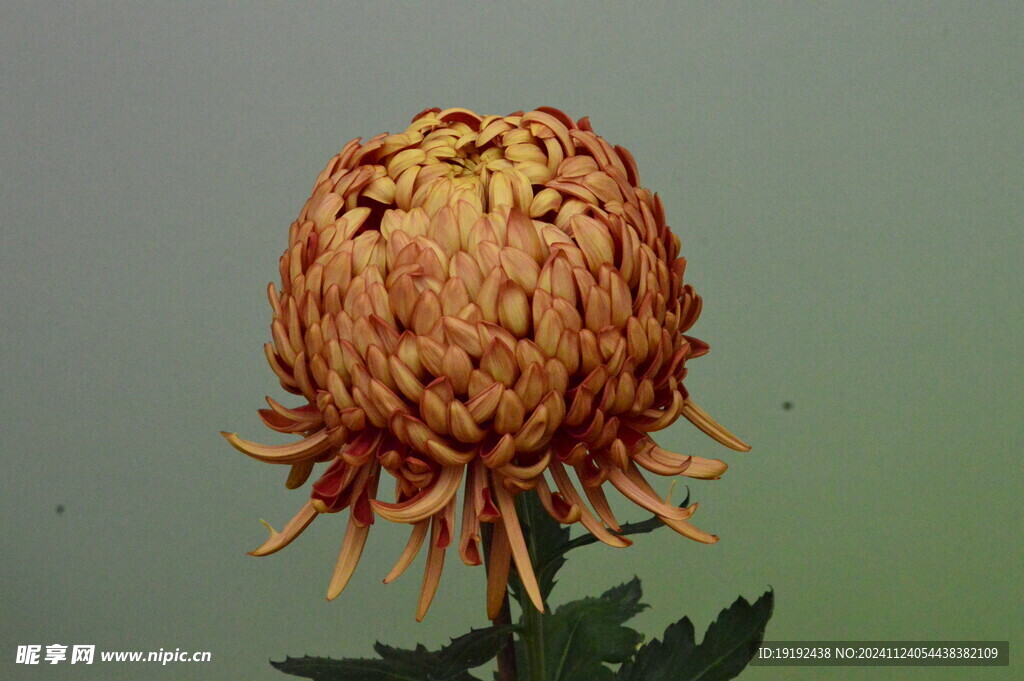 菊花  