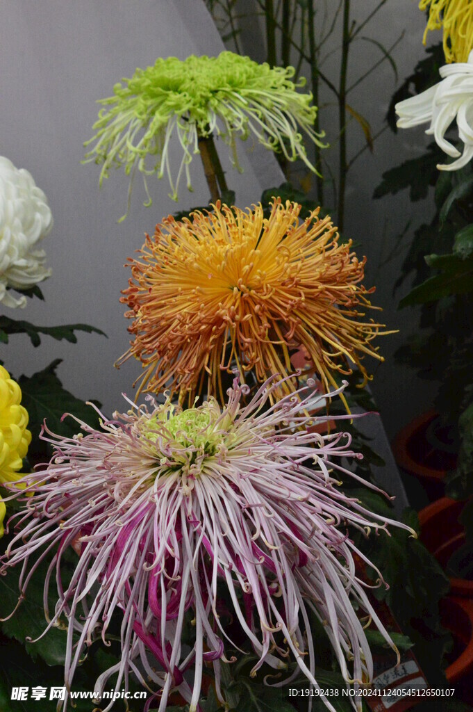 菊花 