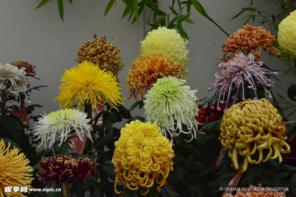 菊花  