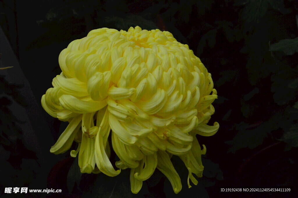 菊花  