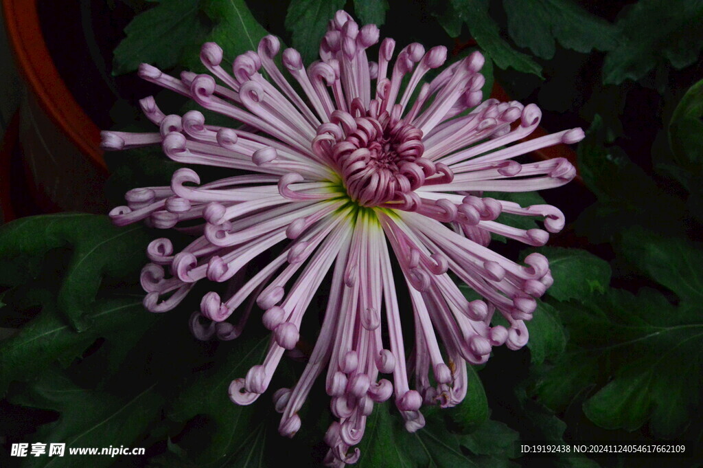 菊花 