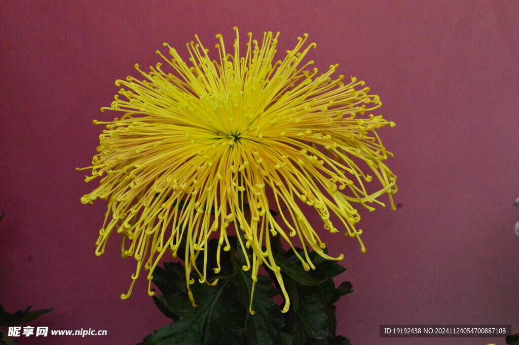 菊花  