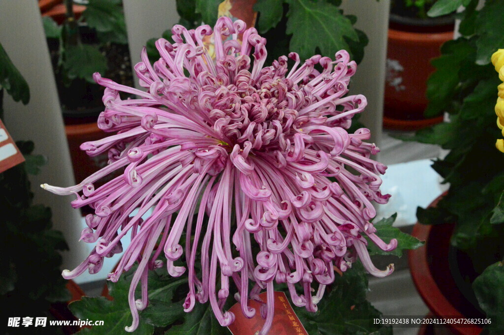 菊花  