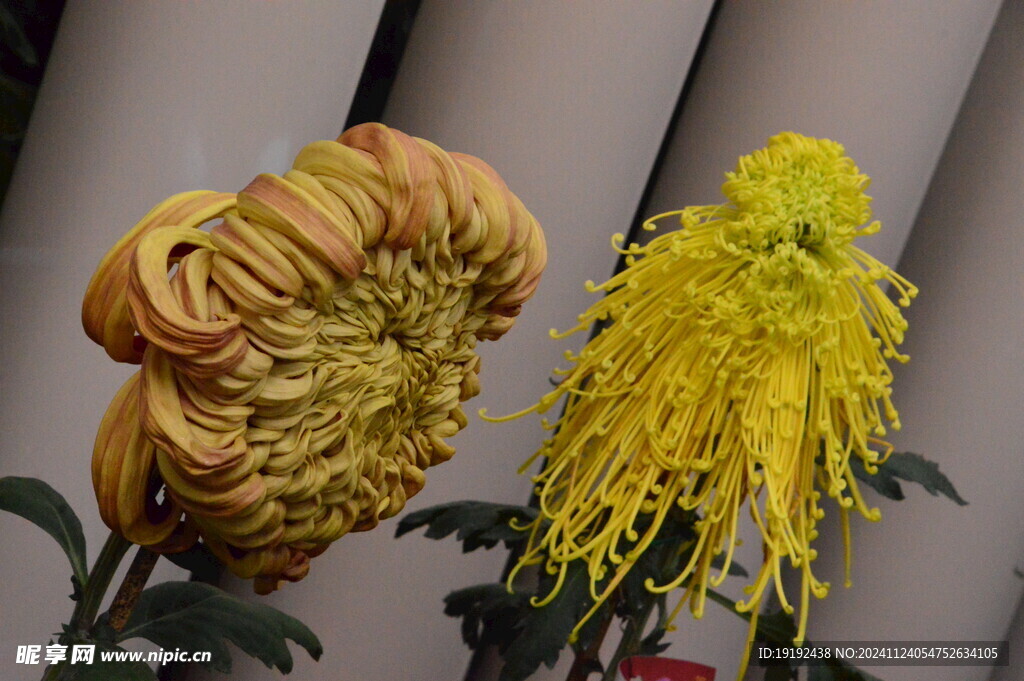 菊花  