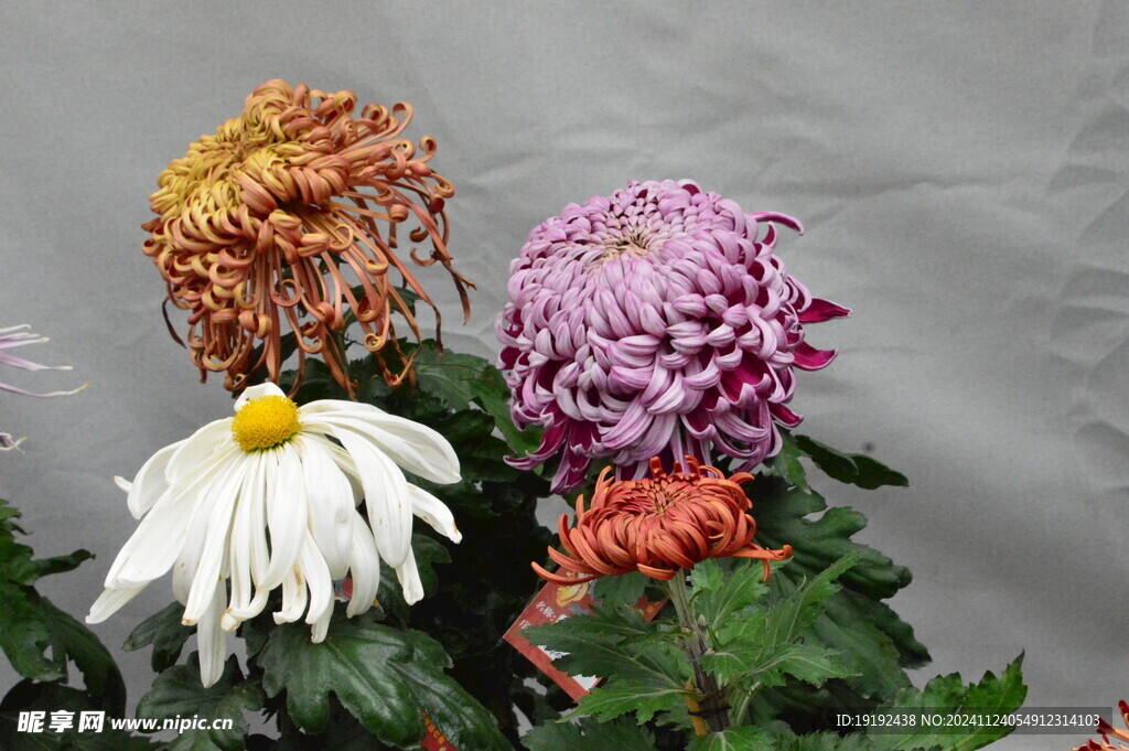 菊花  