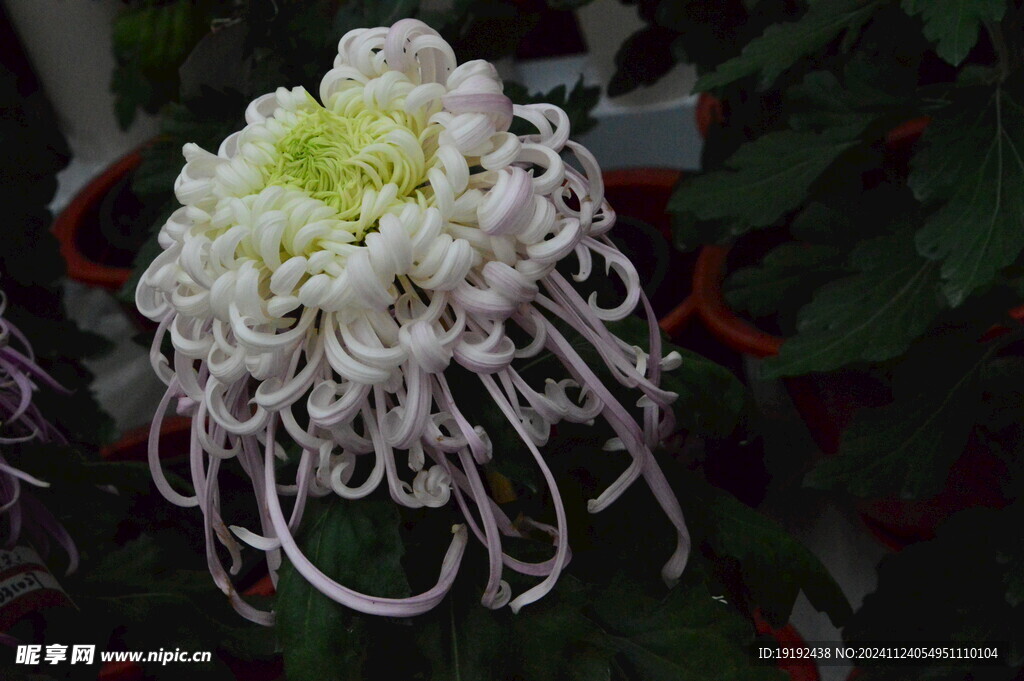 菊花  