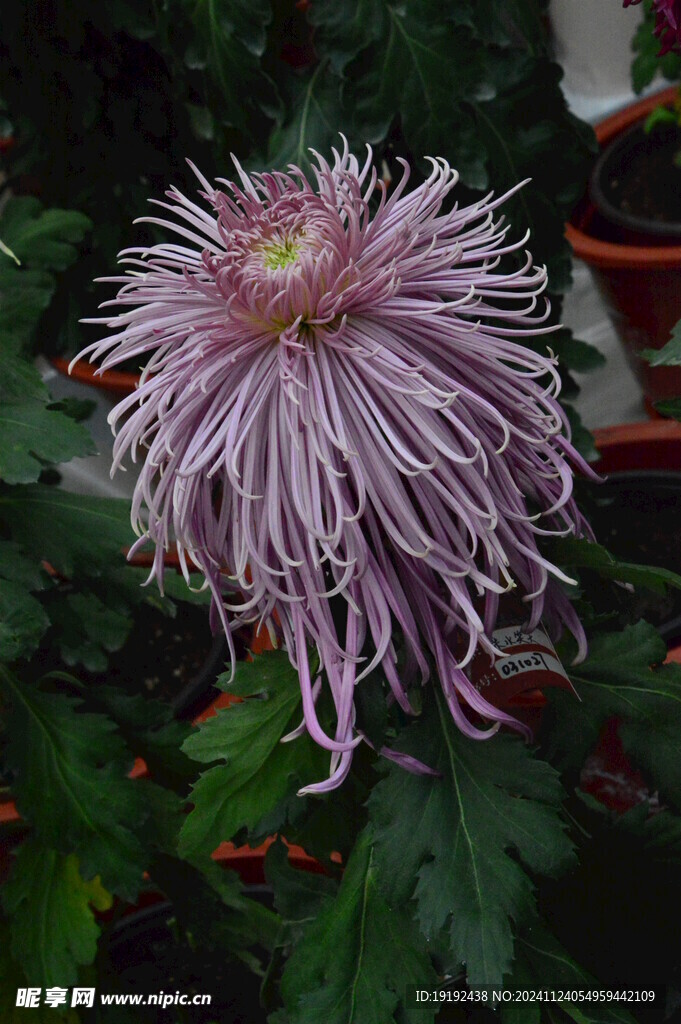 菊花 