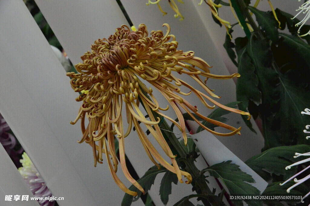 菊花  