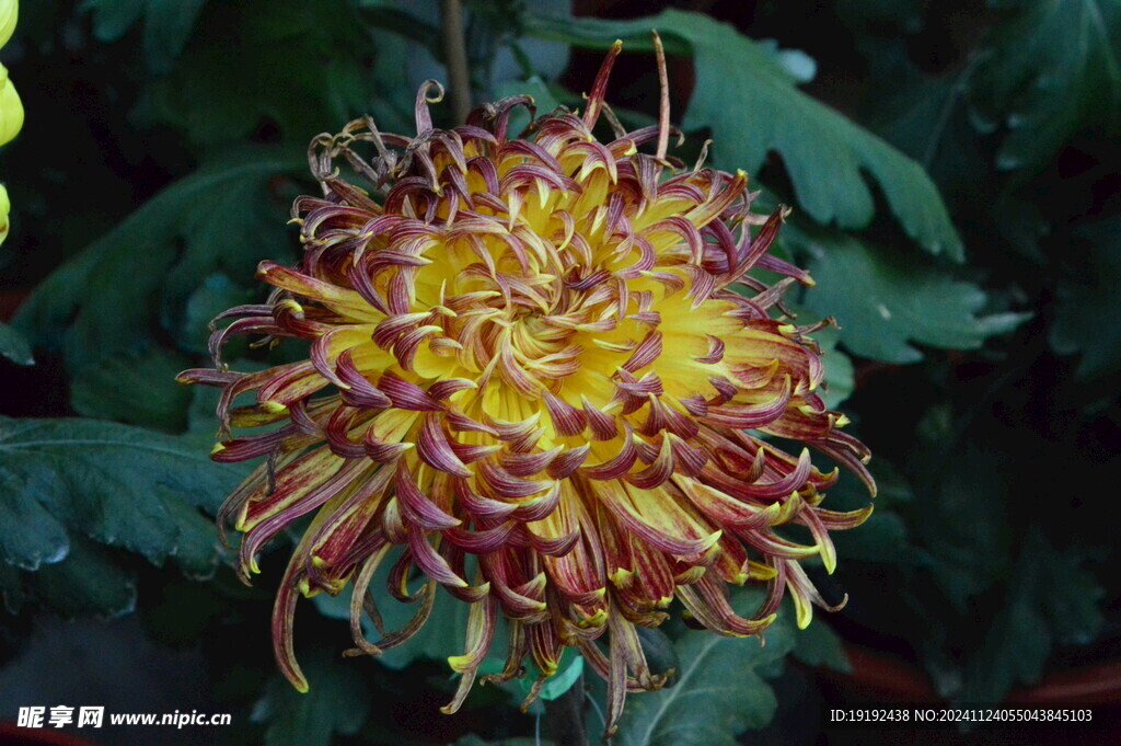菊花  