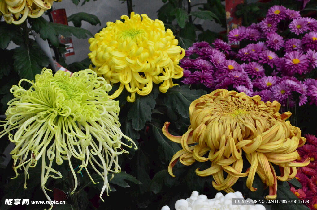 菊花 