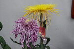 菊花  