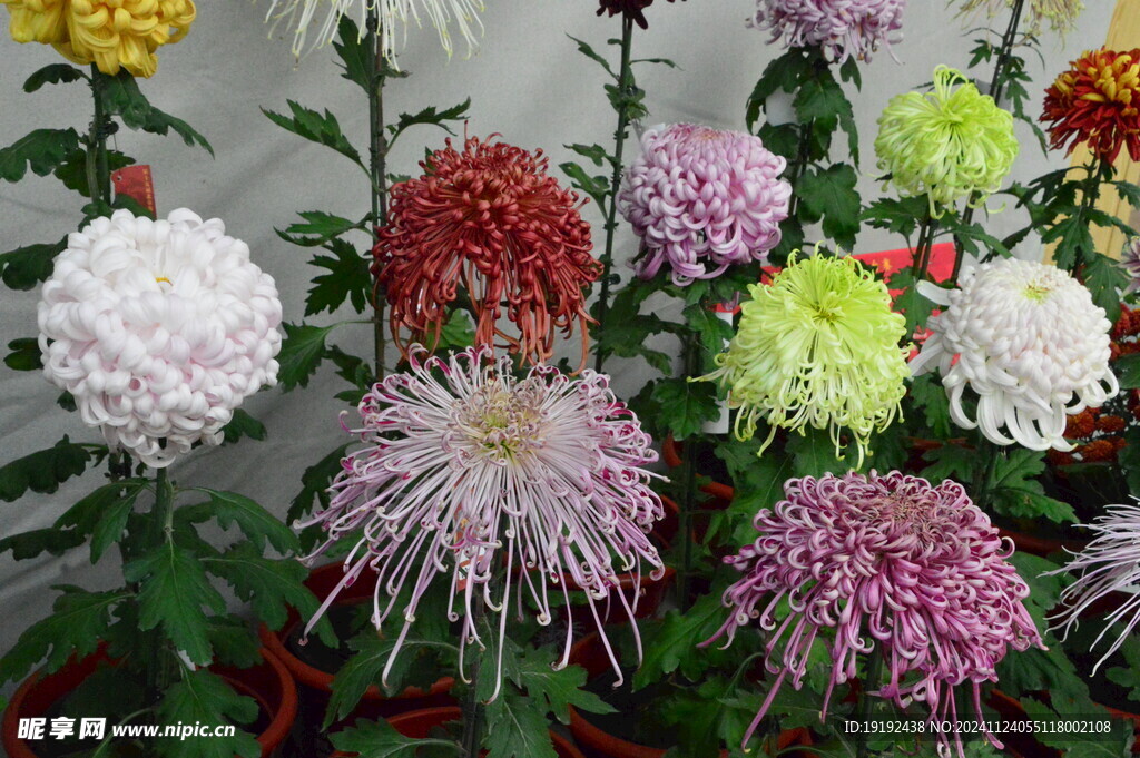 菊花  