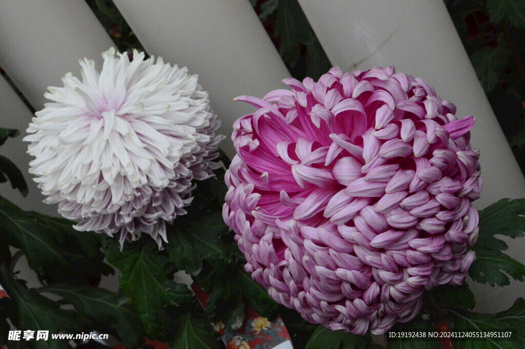 菊花  