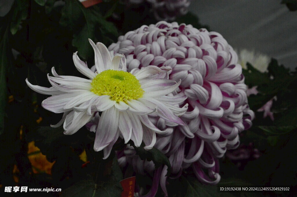 菊花 