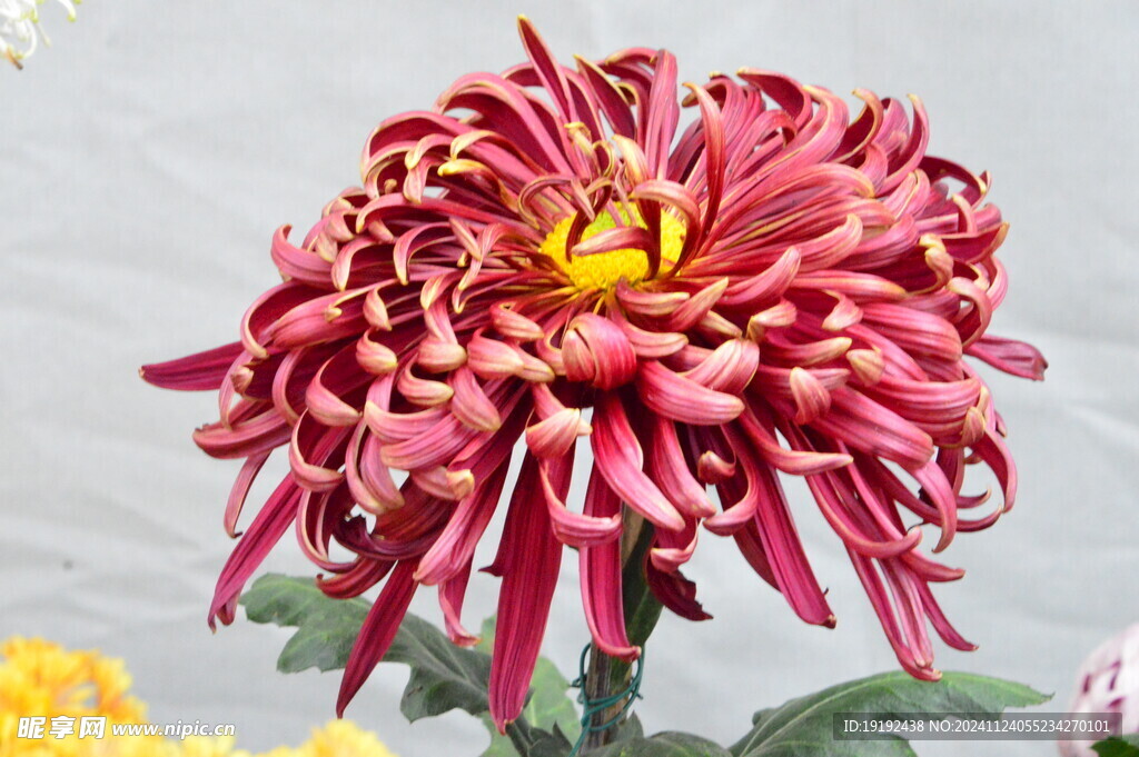 菊花 