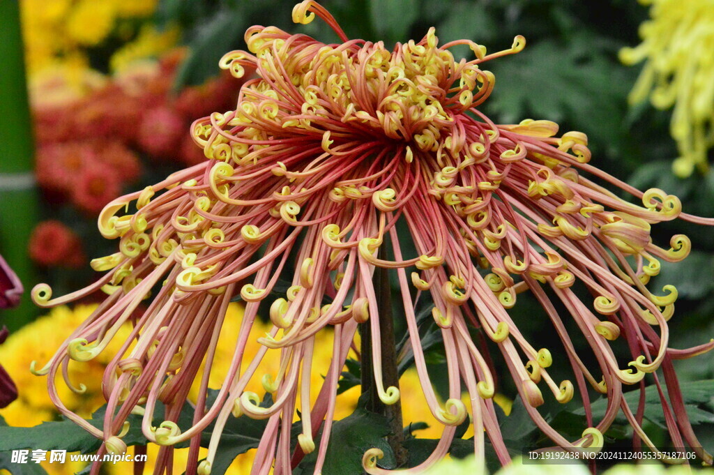 菊花 