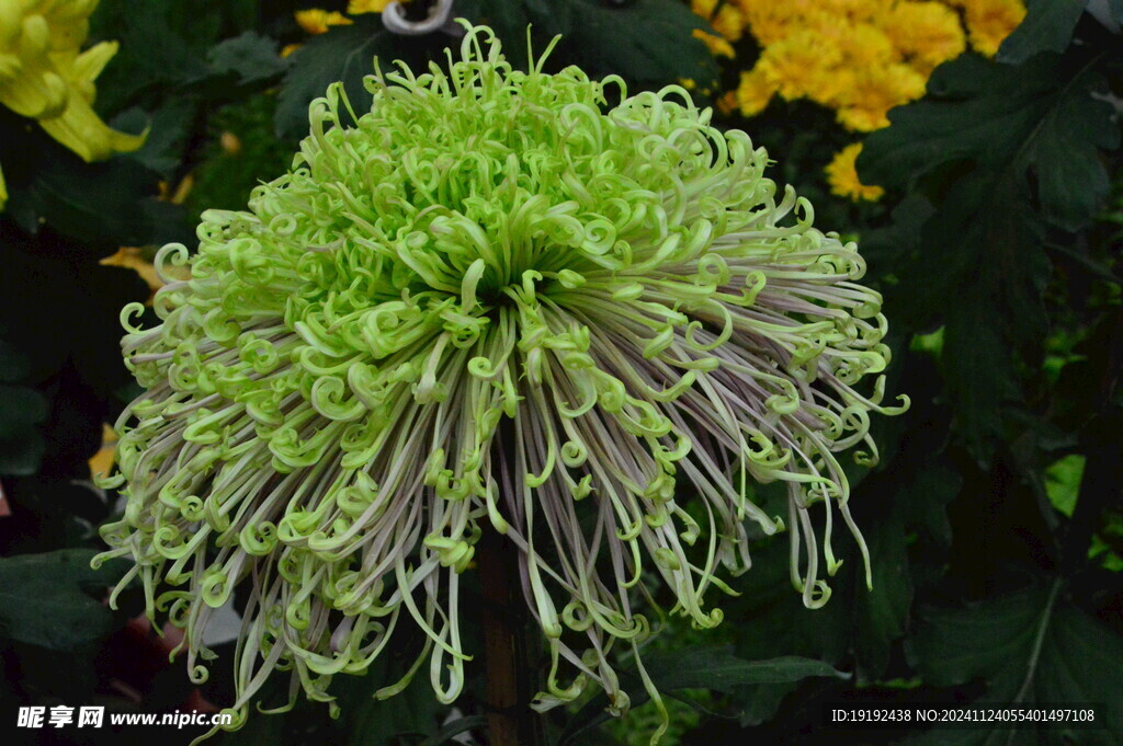菊花 