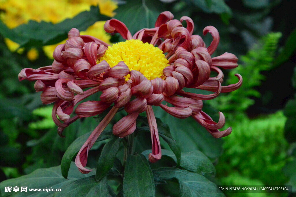 菊花  