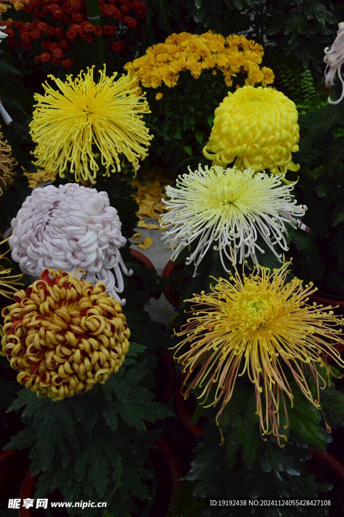 菊花 