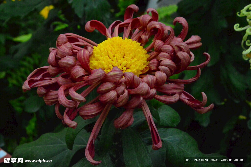 菊花  