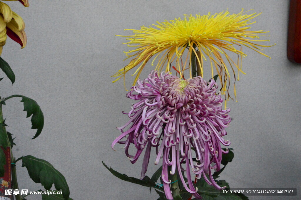 菊花  