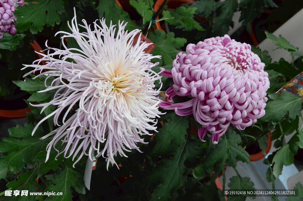 菊花  