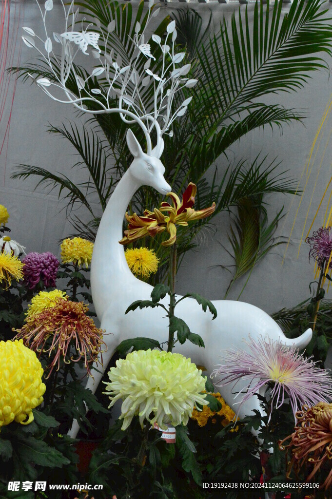 菊花 