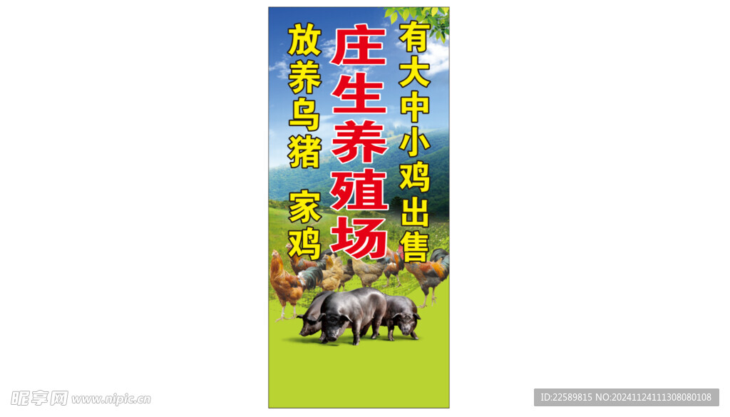 黑猪