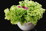 生菜