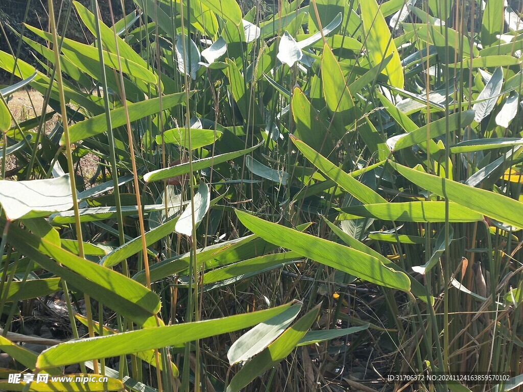 水边 绿草